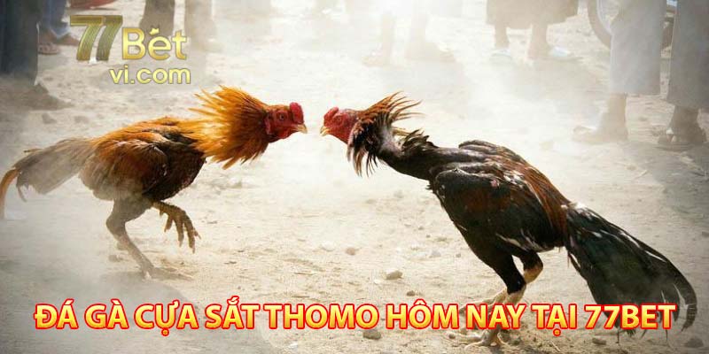 đá gà cựa sắt thomo hôm nay tại 77bet